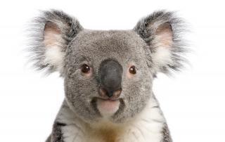 koalas