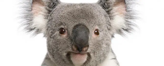 koalas