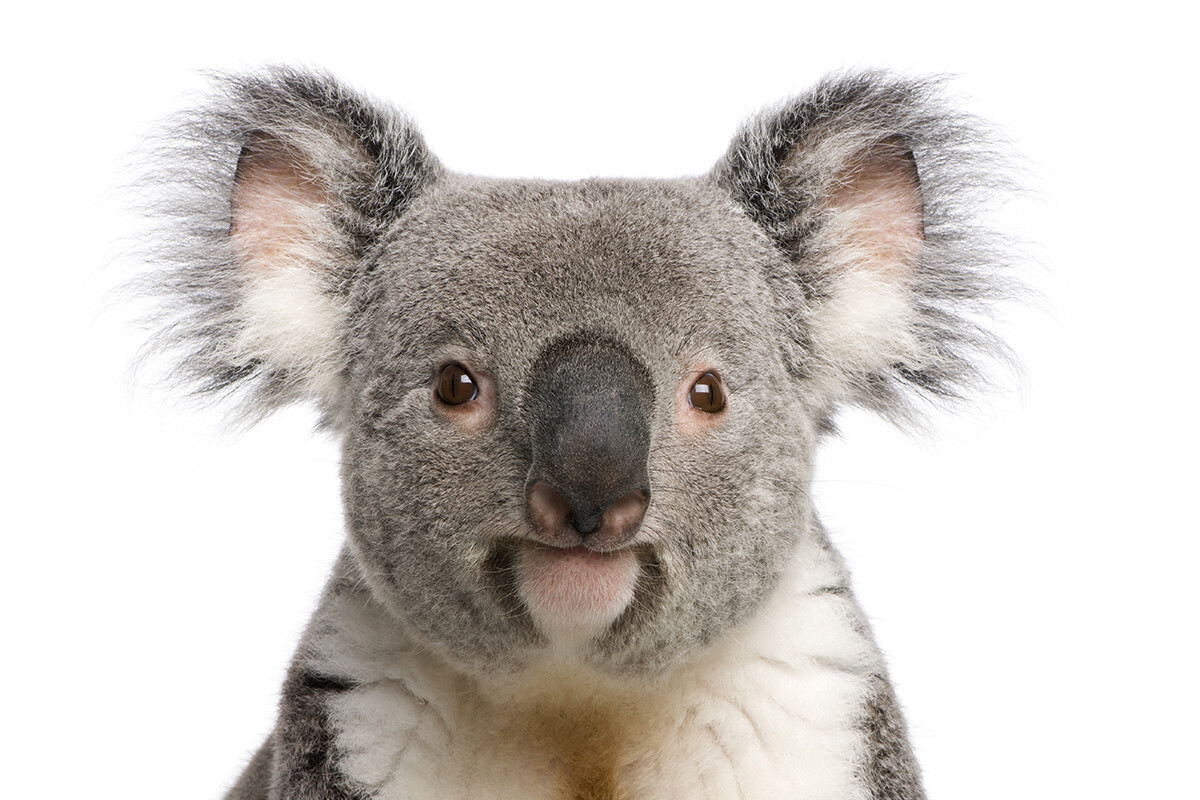koala