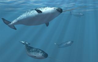 narwhals