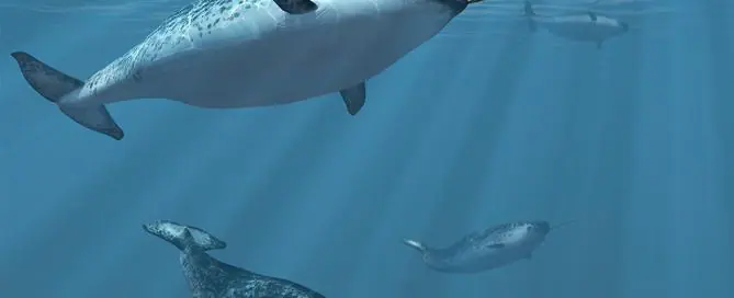 narwhals