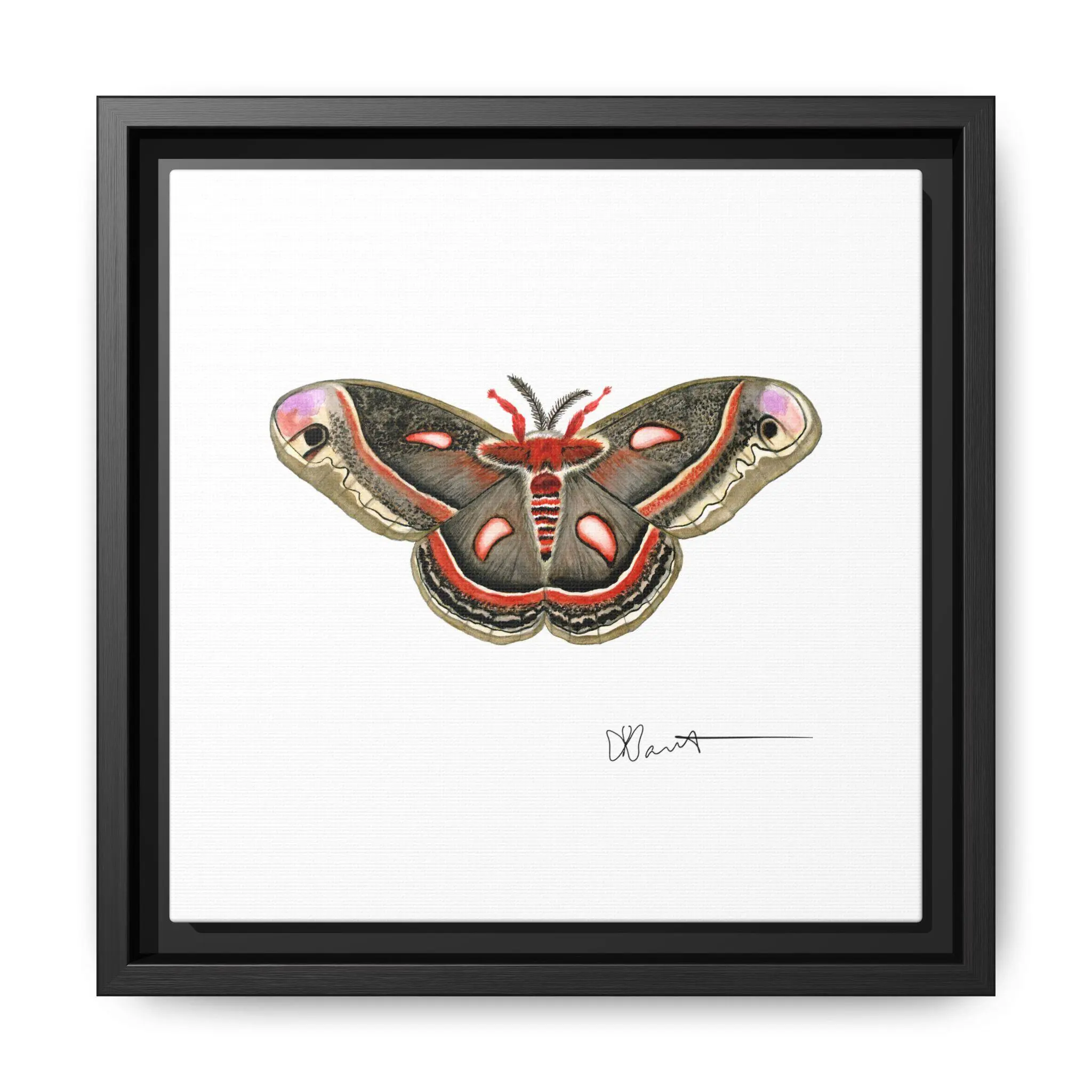 Cecropia Moth - Gallery Canvas Wraps with Floater Frame - Image 2