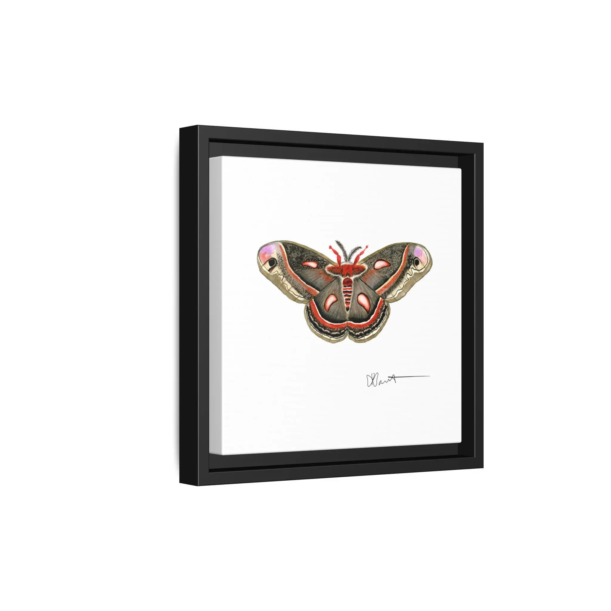 Cecropia Moth - Gallery Canvas Wraps with Floater Frame