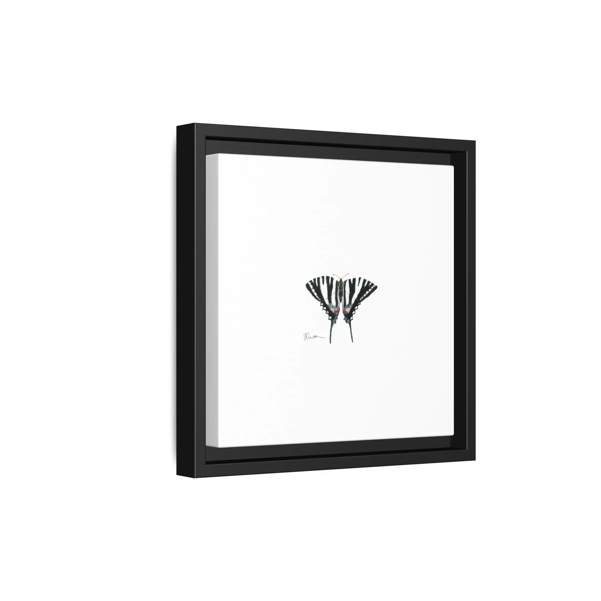 Zebra Swallowtail - Gallery Canvas Wraps with Floater Frame