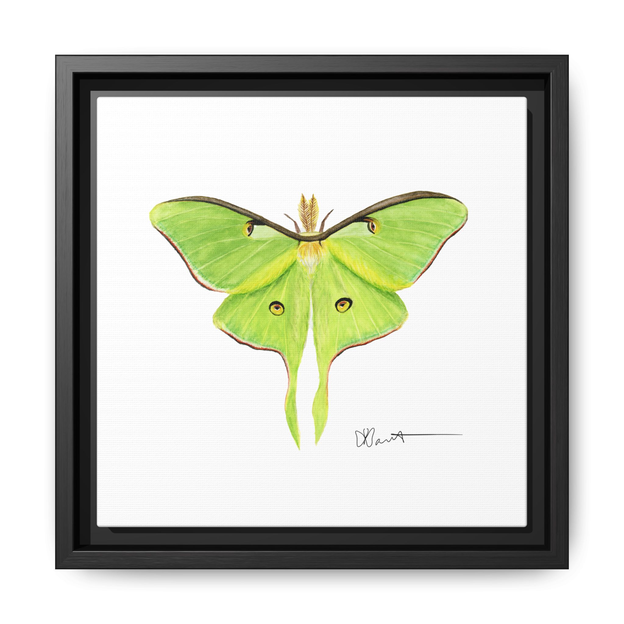 Luna Moth - Gallery Canvas Wraps with Floater Frame - Image 2