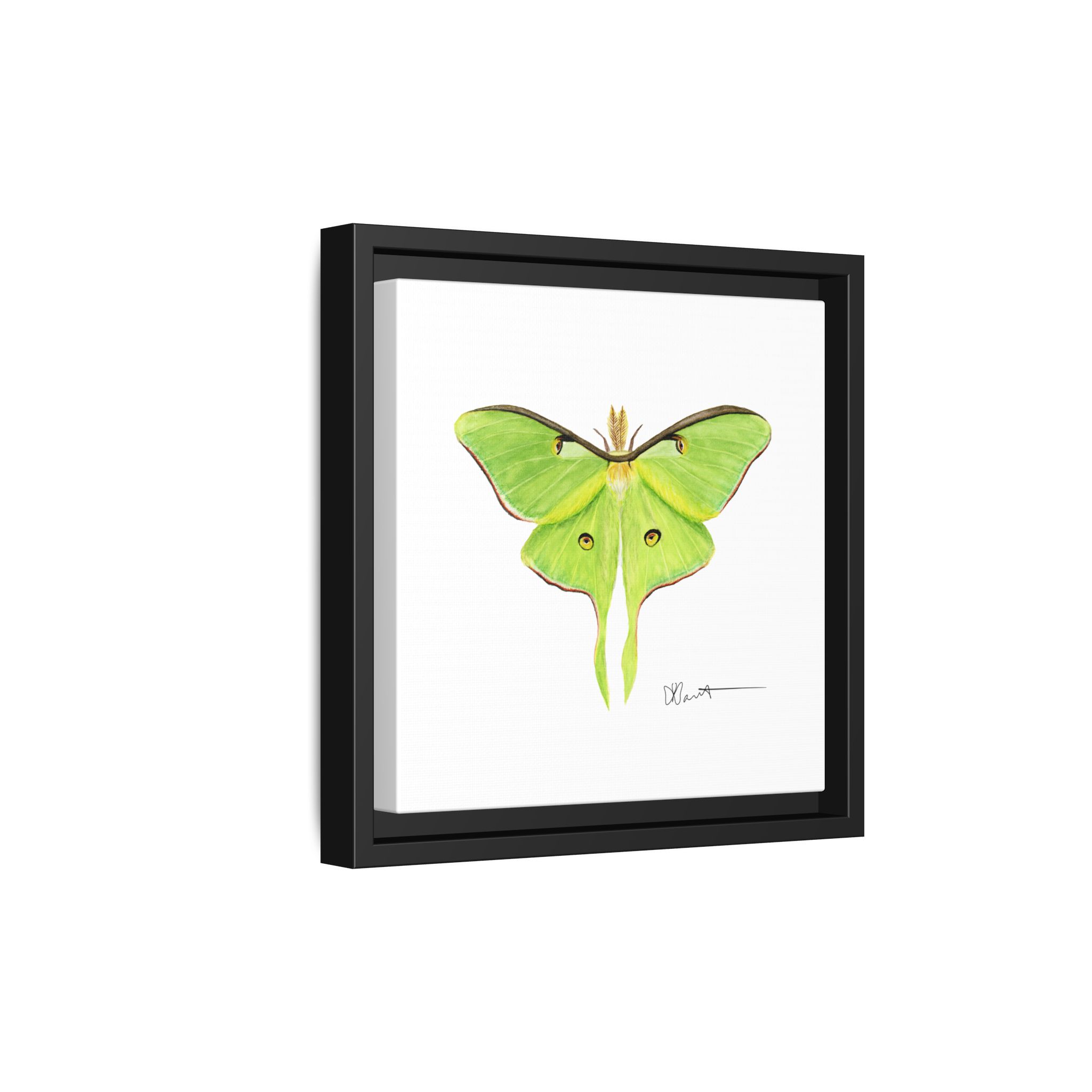 Luna Moth - Gallery Canvas Wraps with Floater Frame